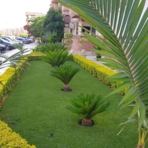 عشب طبيعي الدمام النخيل